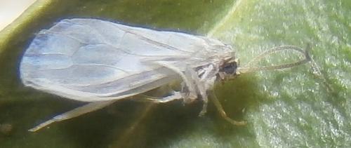 Conwentzia sp.
